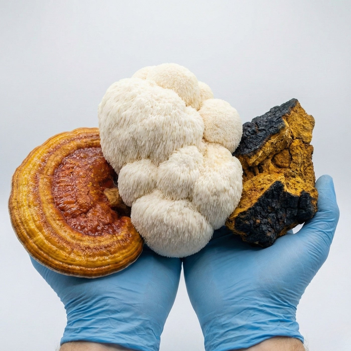 Mushrooms held by a person wearing blue gloves on a light gray background : chaga reishi lion&