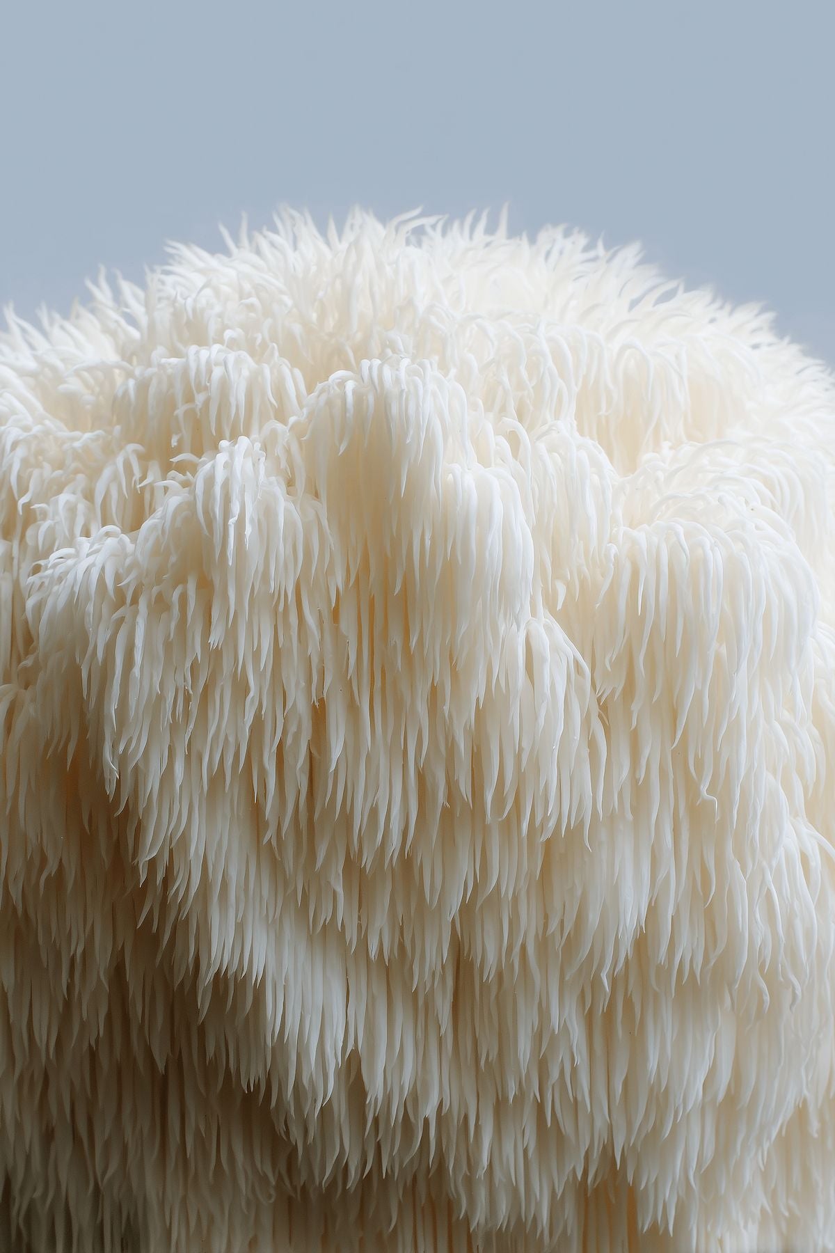Close-up of a white lion's mane mushroom against a light blue background