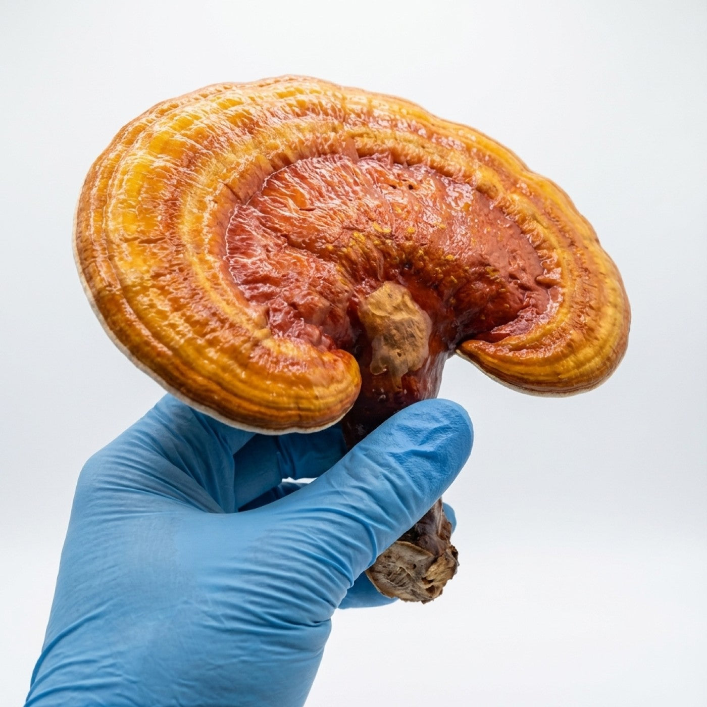 Hand wearing a blue glove holding a large orange and brown Reishi mushroom against a white background