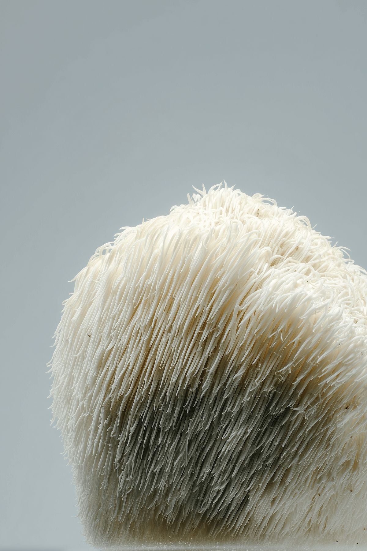 Close-up of a Lion's Mane mushroom