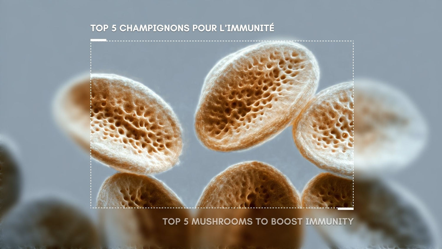 Top 5 Champignons pour l'immunité, zoom sur leurs propriétés