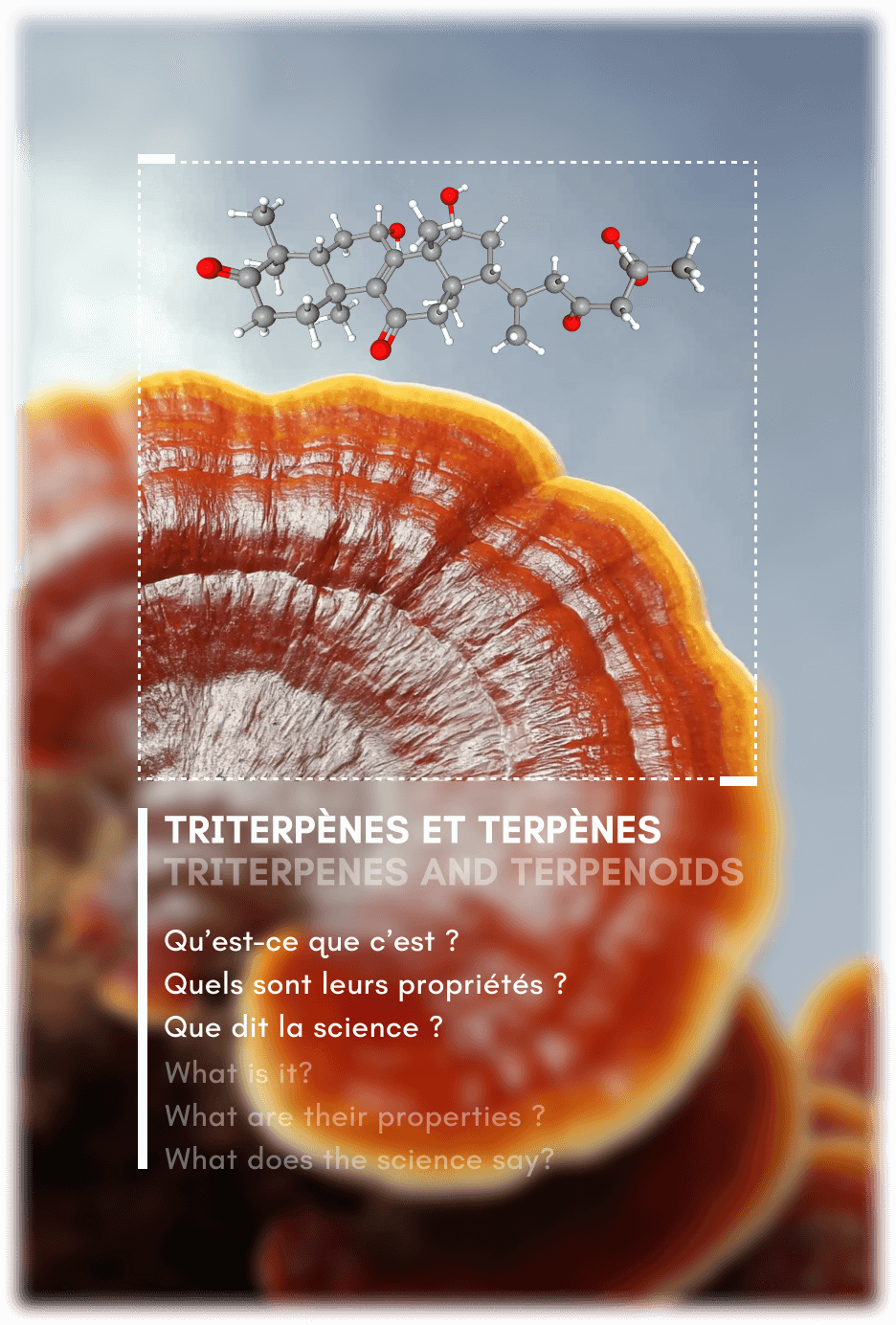 Les Triterpènes et Terpènes dans les champignons et compléments