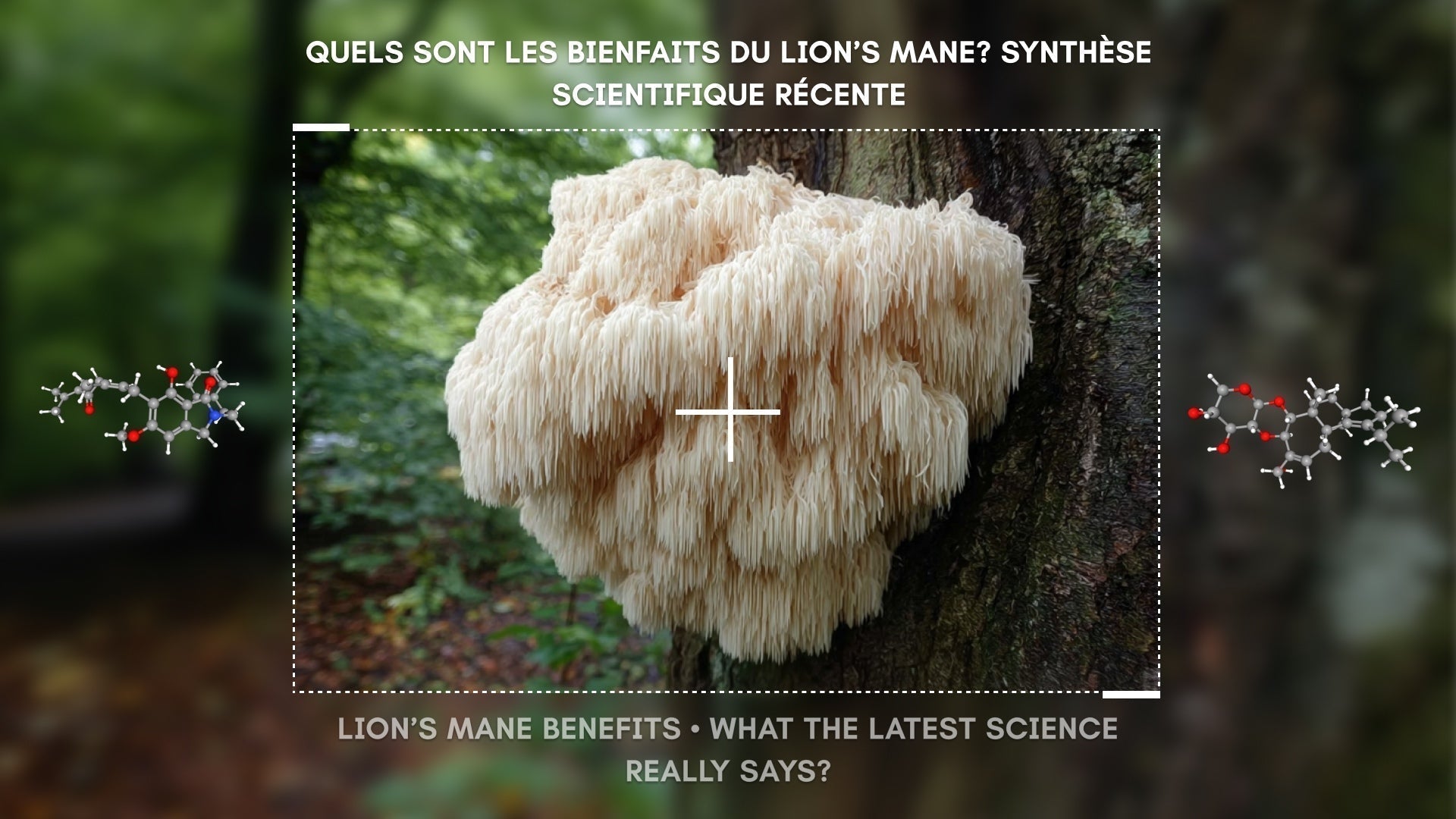 Lion's Mane : champignon Hydne Hérisson sur un arbre, explorant les bienfaits sur la cognition