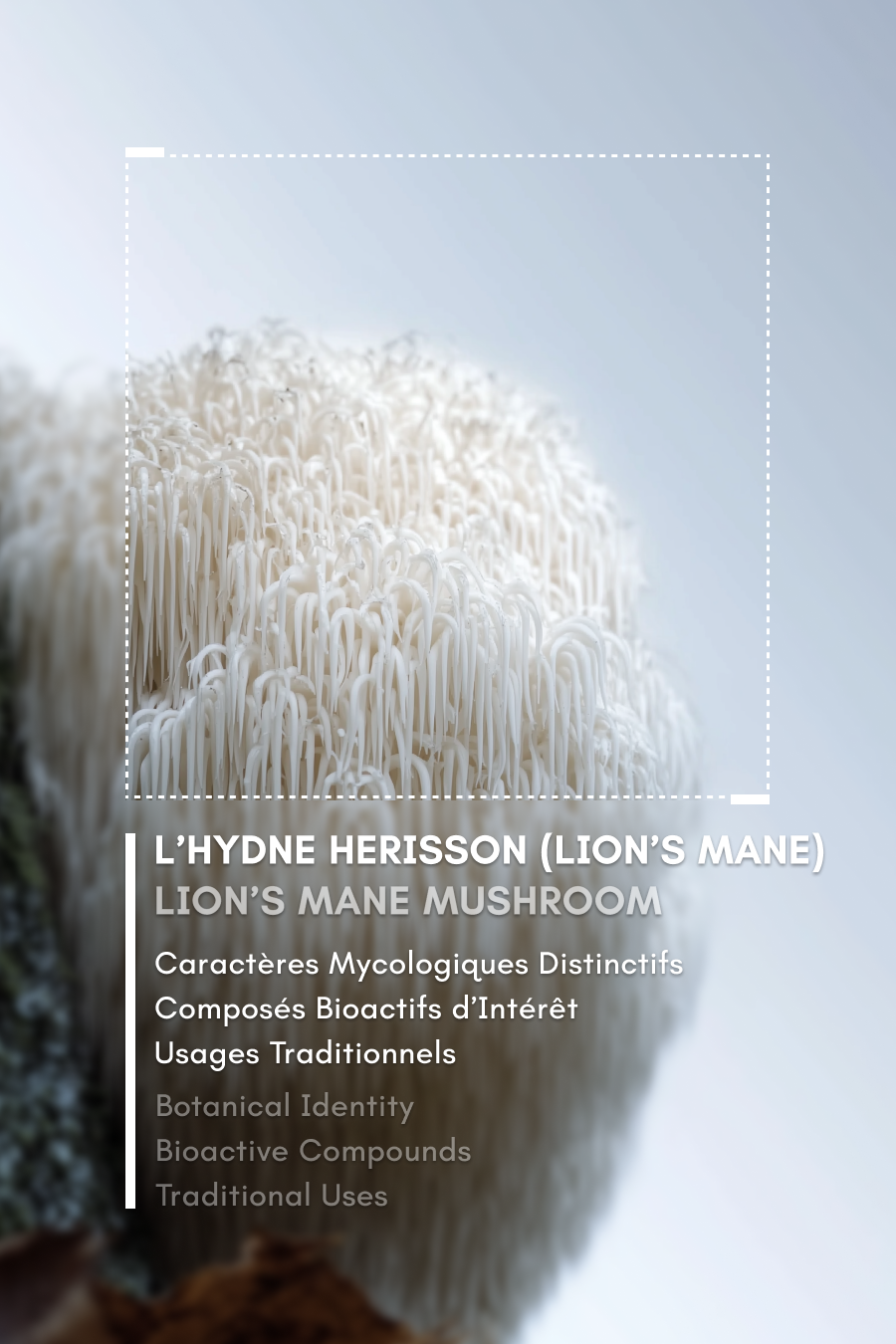 Lion’s Mane Mushroom (Hericium erinaceus): Botanical Identity, Bioactive Compounds & Traditional Uses