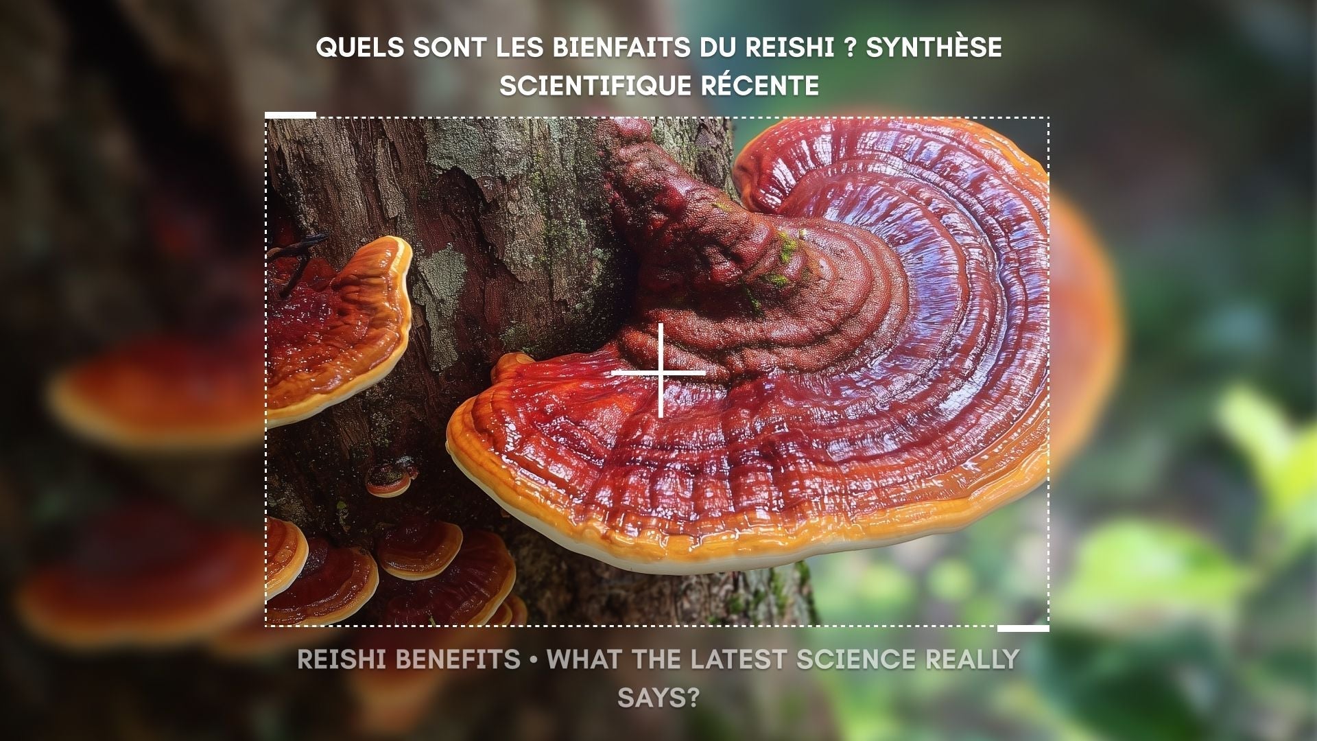 Reishi (Ganoderma lucidum)