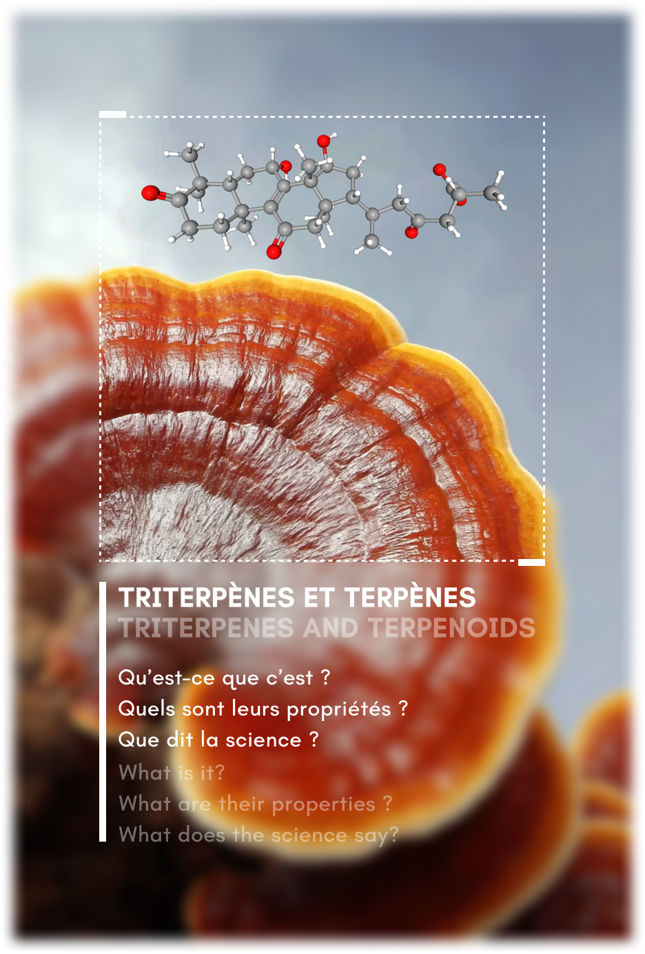 What Are Triterpenes and Terpenoids?