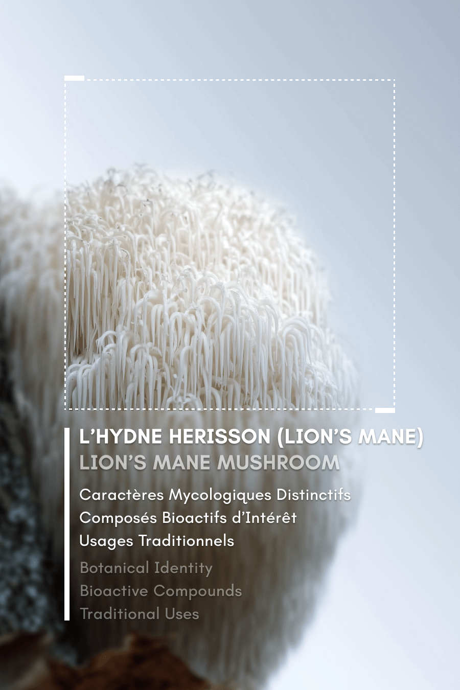 Lion’s Mane Mushroom (Hericium erinaceus): Botanical Identity, Bioactive Compounds & Traditional Uses
