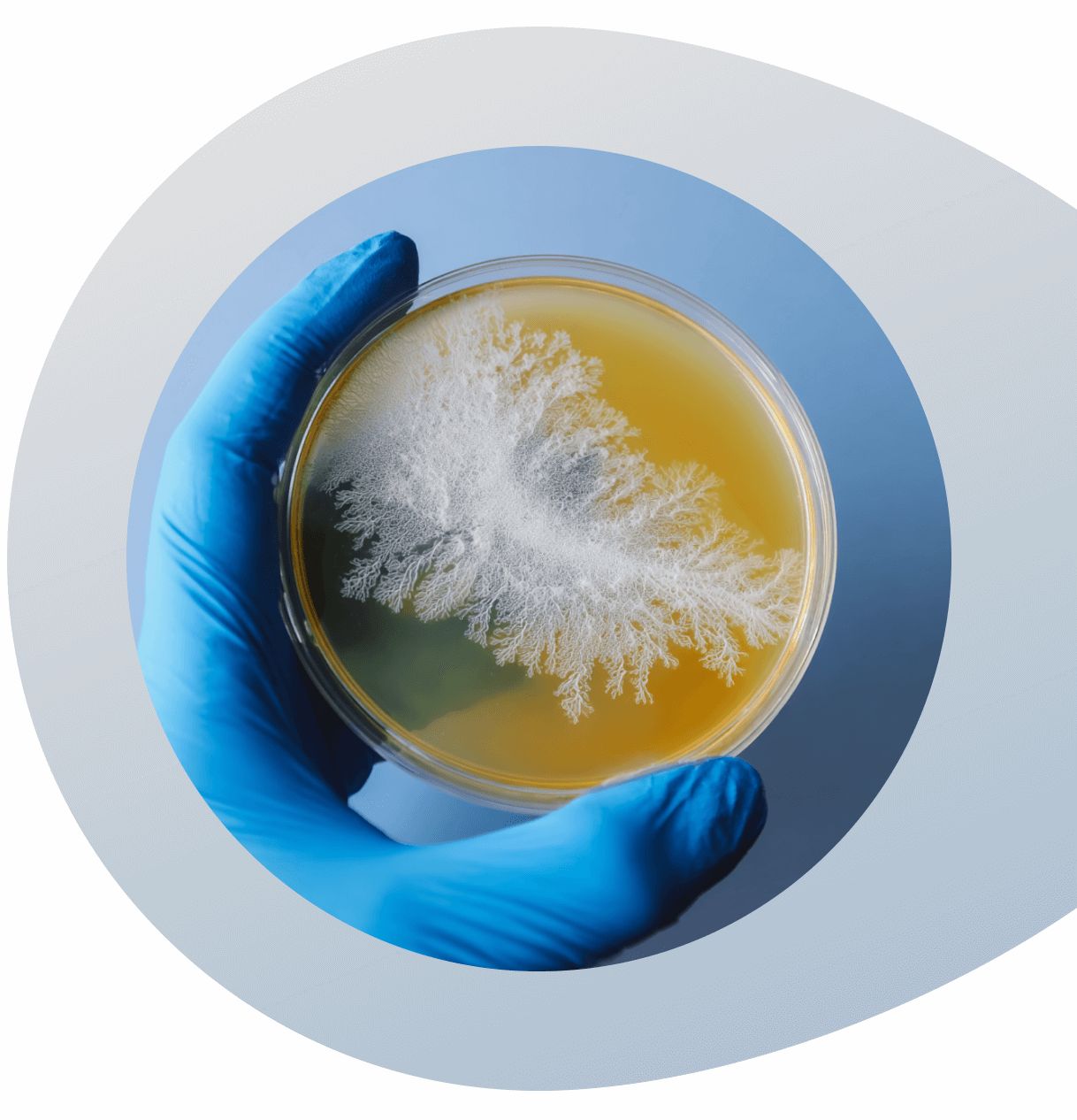 Fungi Mycelium culture plate held by a gloved hand on a white background
