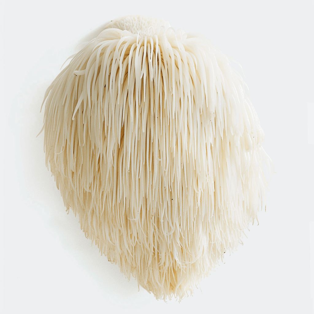 Champignon Lion's Mane frais, à la texture unique, symbole de la clarté mentale et de l'équilibre cognitif.