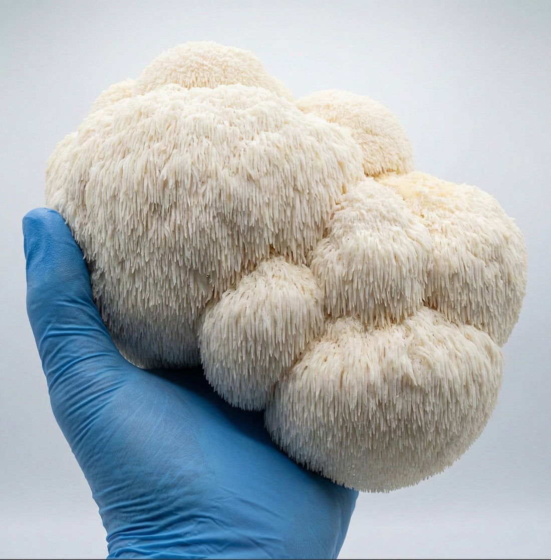 Hand holding a large white Lion&