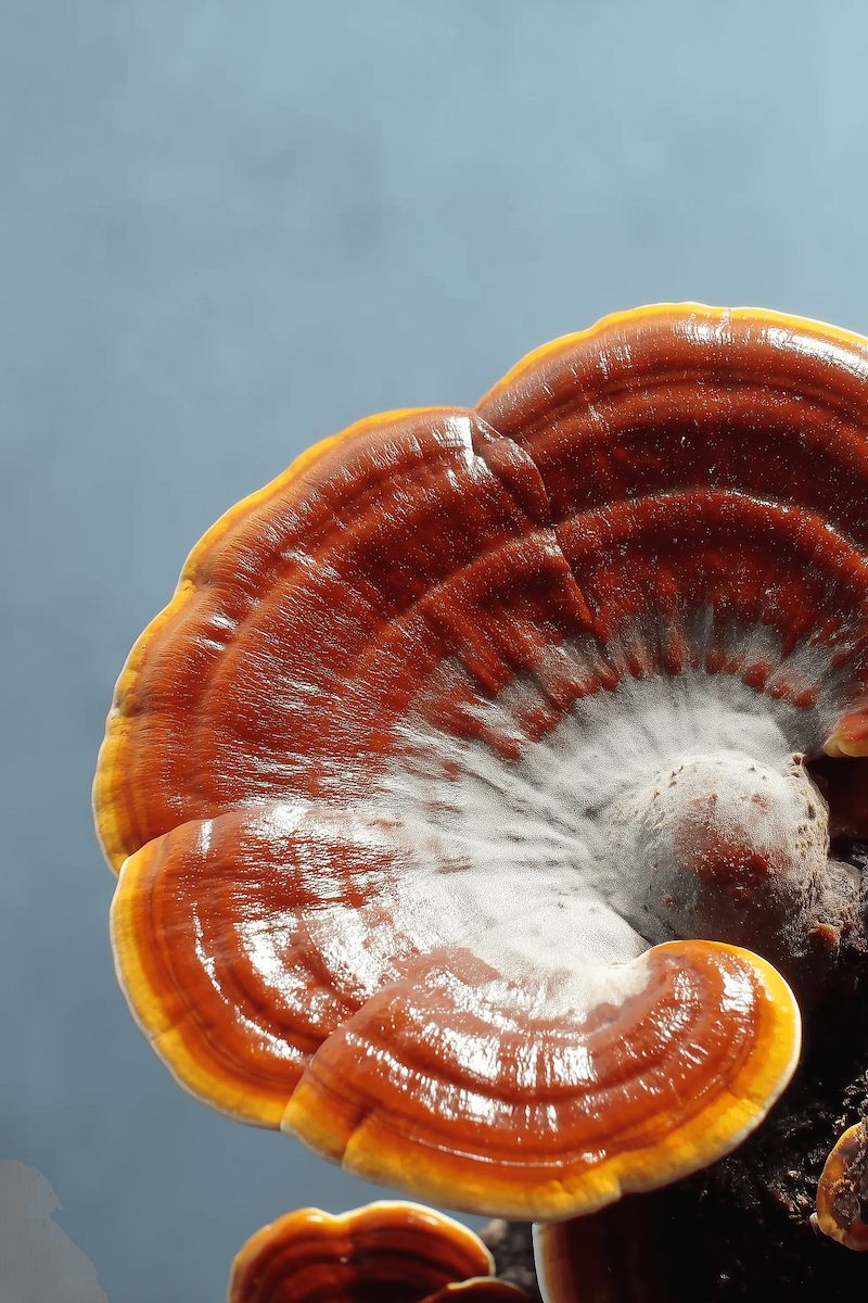 Close-up of a reishi mushroom