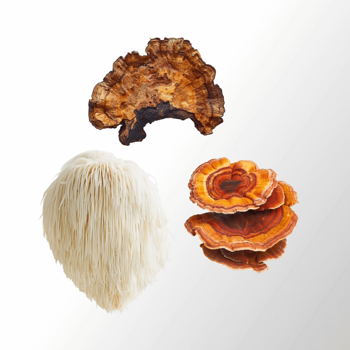 Trois champignons : Chaga, Reishi, Lion&