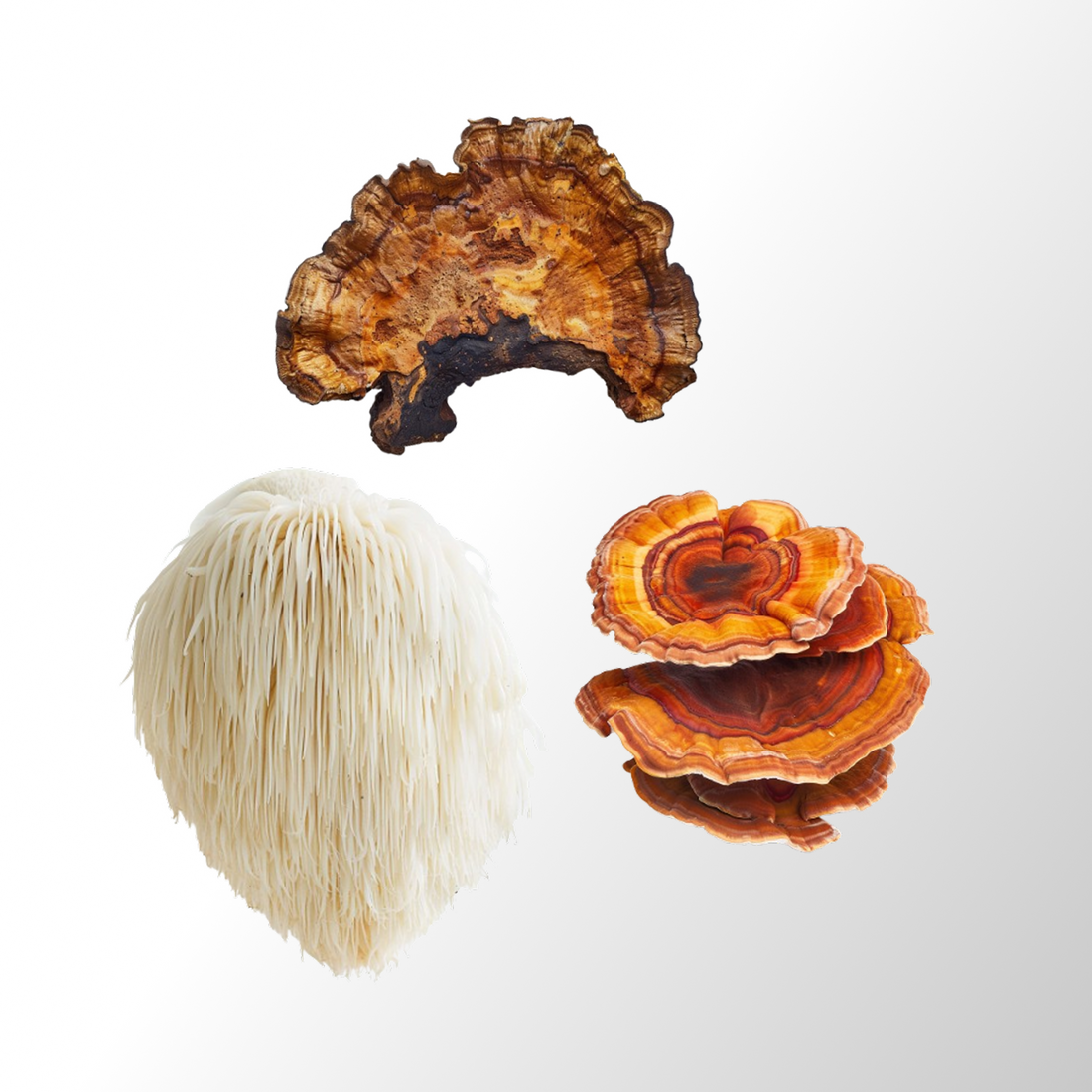 Brain health supplement with Chaga extract and Lion&
