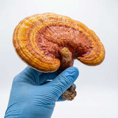 Hand wearing a blue glove holding a large orange and brown Reishi mushroom against a white background