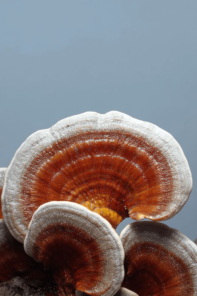 Close-up of a bracket fungus against a gray background - Reishi