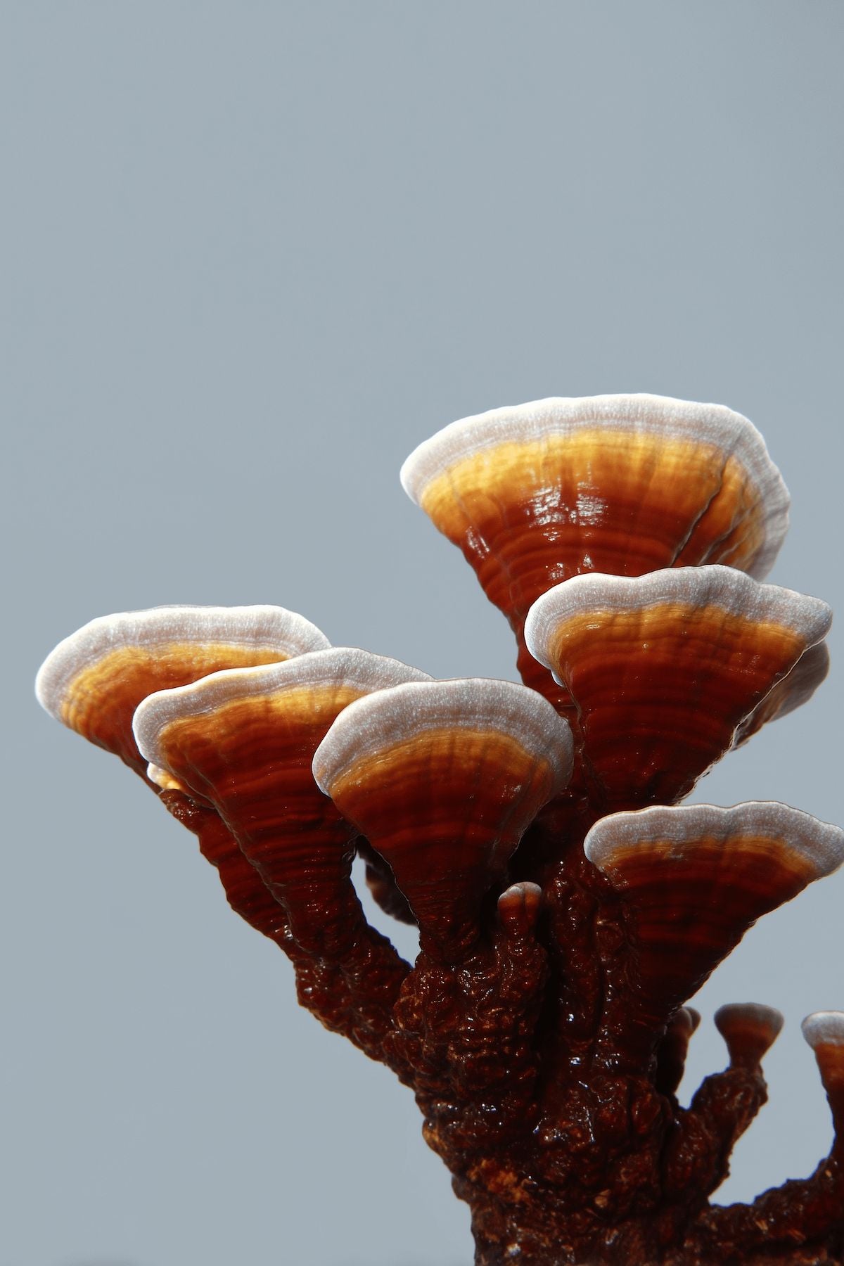 Close-up high details of a brown reishi mushroom