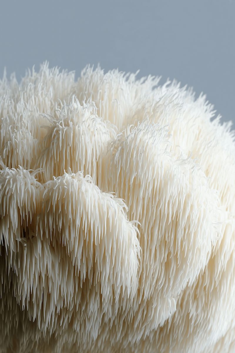 Close-up of a white Lion's Mane mushroom with a soft focus background